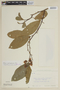 Solanum daphnophyllum image