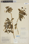 Solanum dichroandrum image