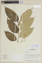 Solanum distichophyllum image
