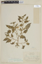 Solanum excisirhombeum image