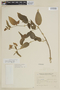 Solanum fiebrigii image