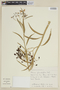Solanum glaucophyllum image