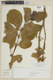 Solanum heleonastes image