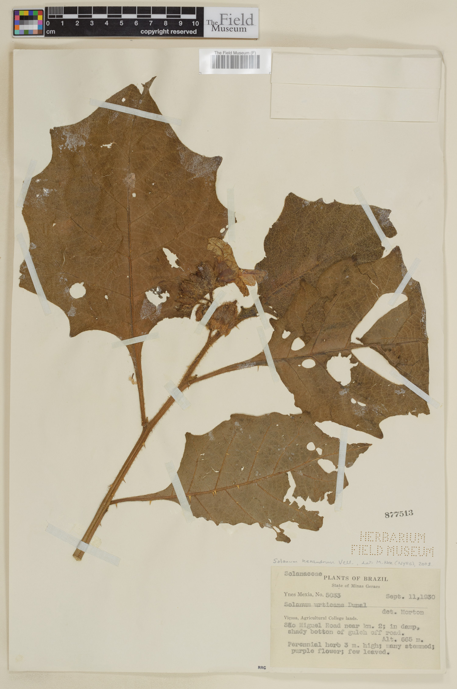 Solanum hexandrum image