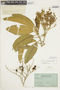 Solanum hypaleurotrichum image
