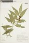 Solanum hypocalycosarcum image