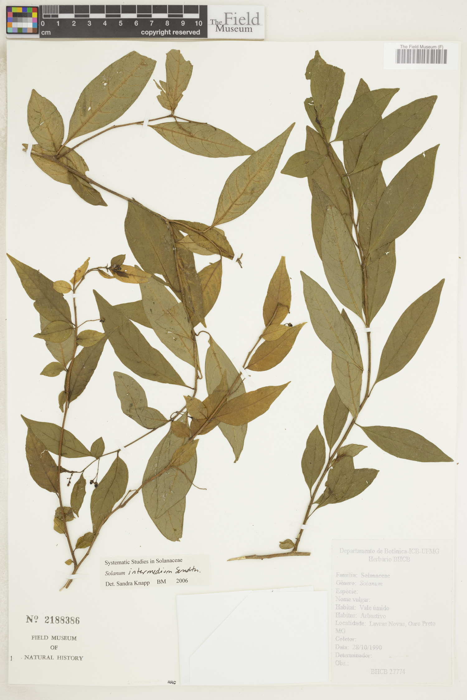Solanum intermedium image