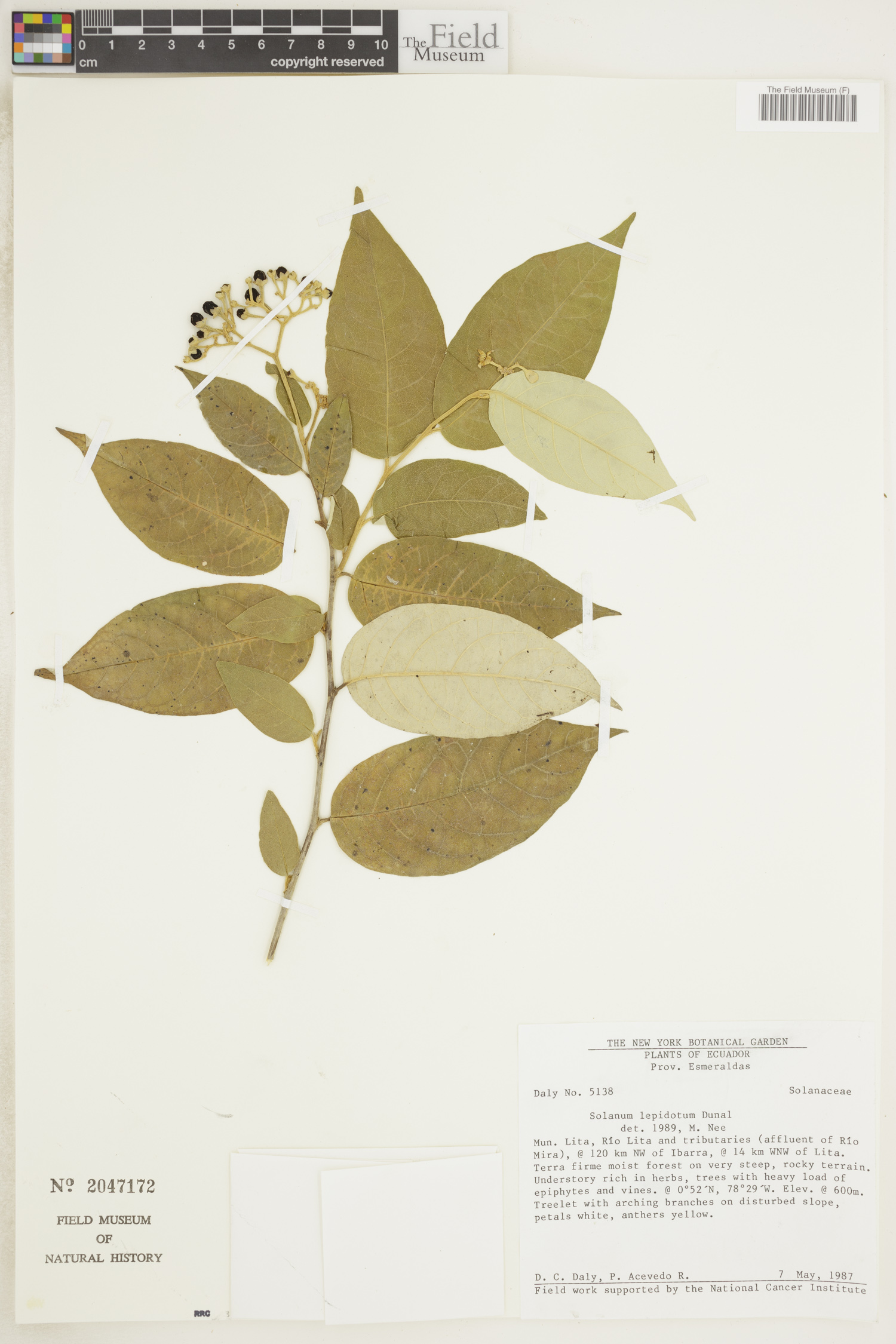 Solanum lepidotum image