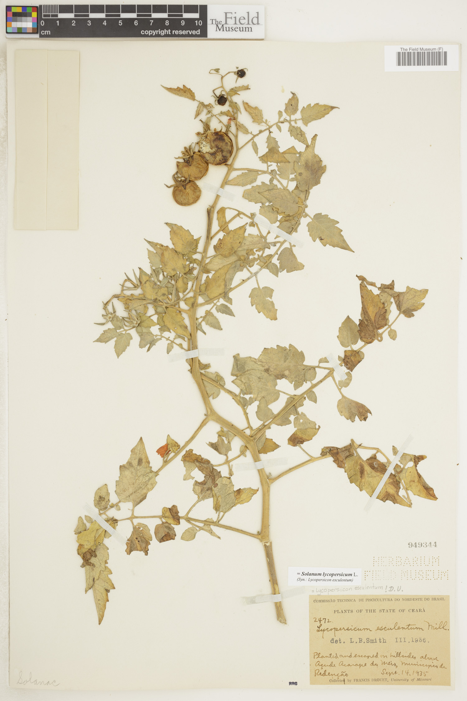 Solanum lycopersicum image