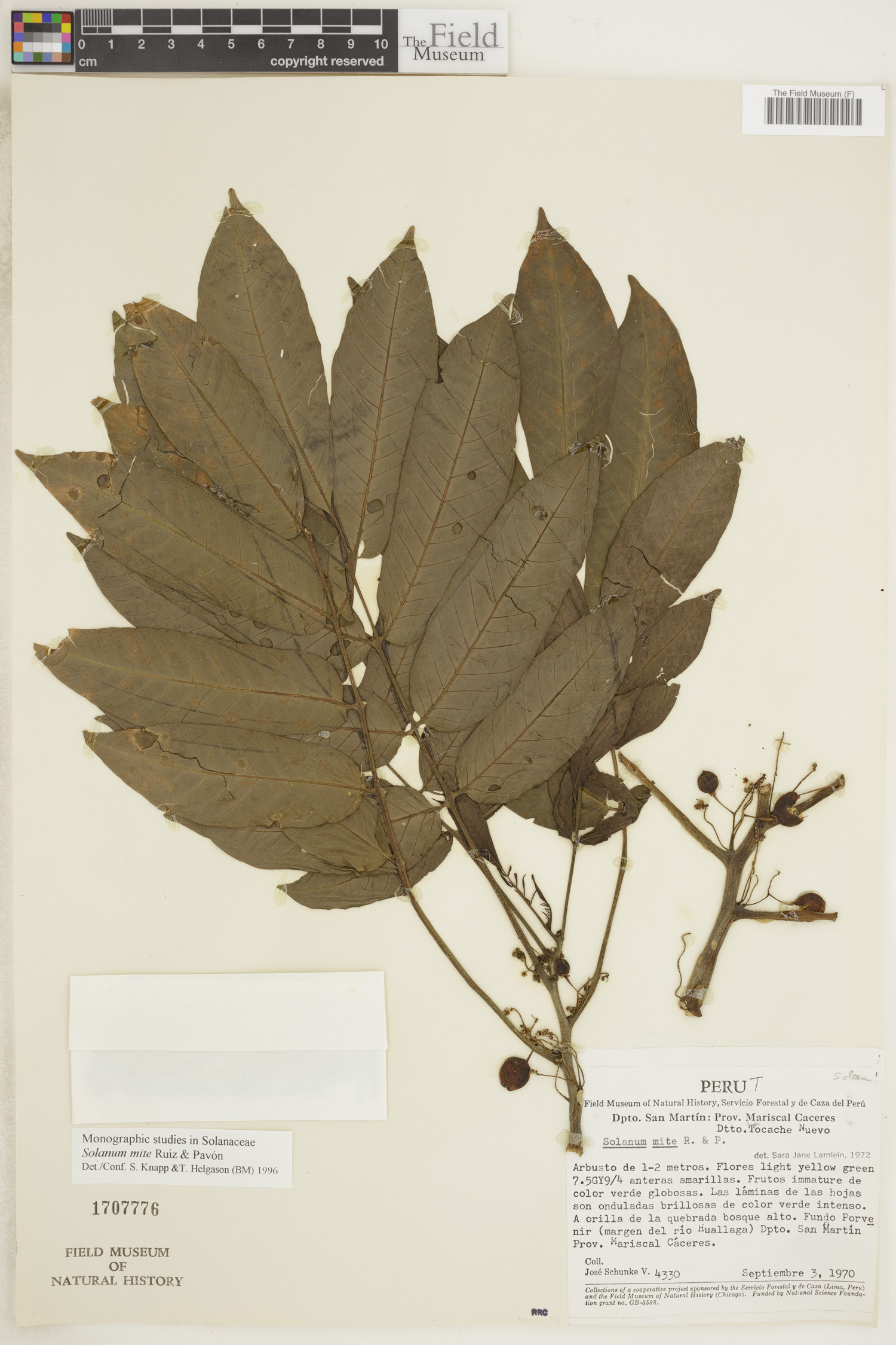 Solanum mite image