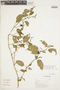 Solanum morellifolium image