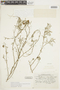 Solanum neorickii image