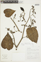 Solanum obliquum image