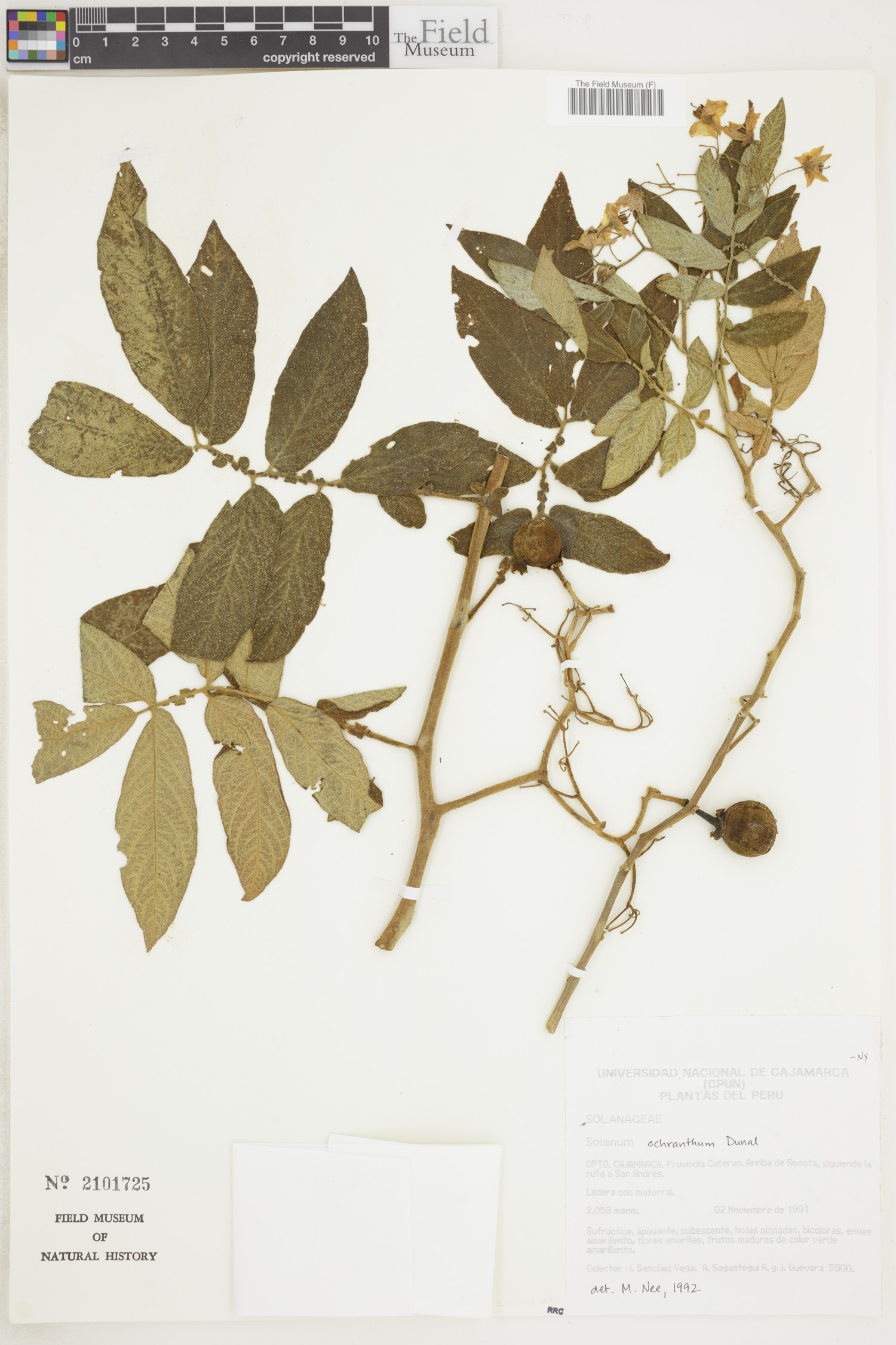 Solanum ochranthum image
