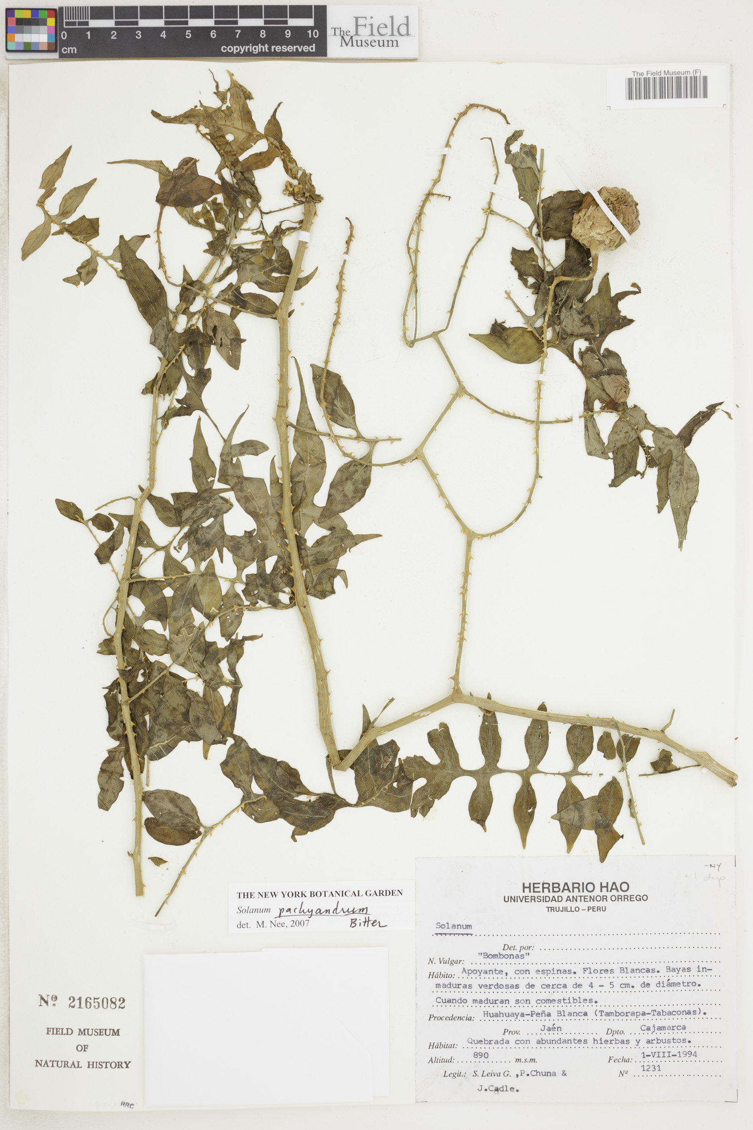 Solanum pachyandrum image