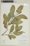 Solanum plowmanii image