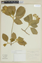 Solanum riparium image