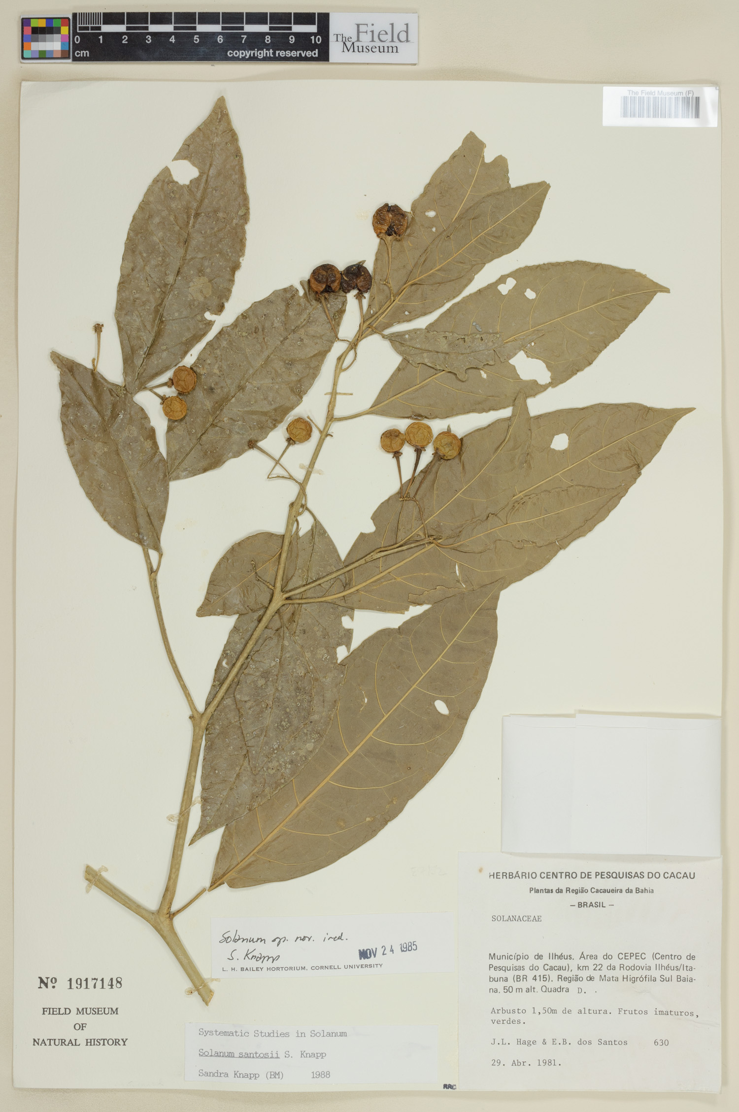 Solanum santosii image