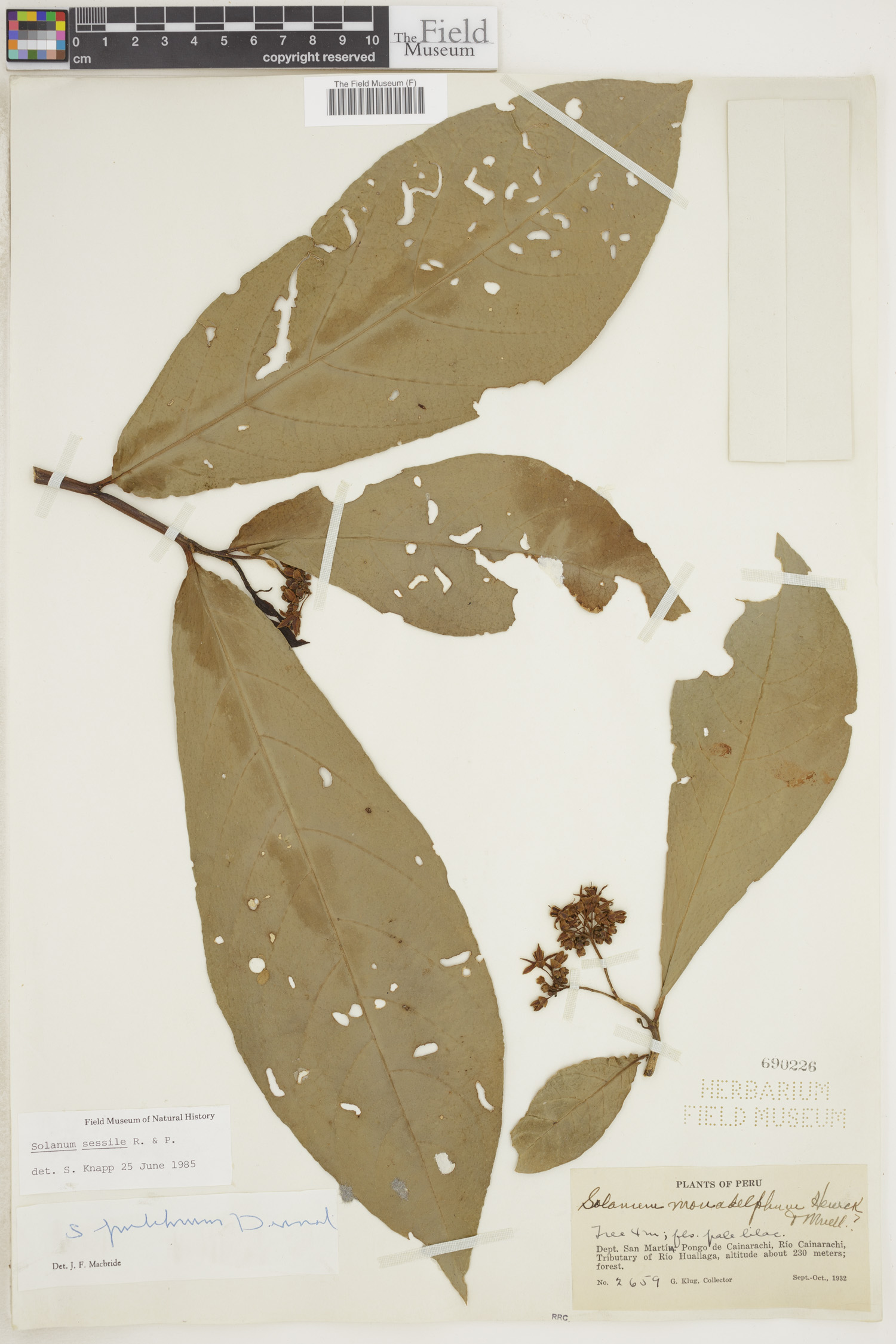 Solanum sessile image