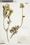 Solanum stenophyllum image