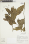 Solanum tenuiflagellatum image