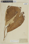 Solanum vellozianum image