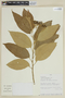 Solanum verecundum image