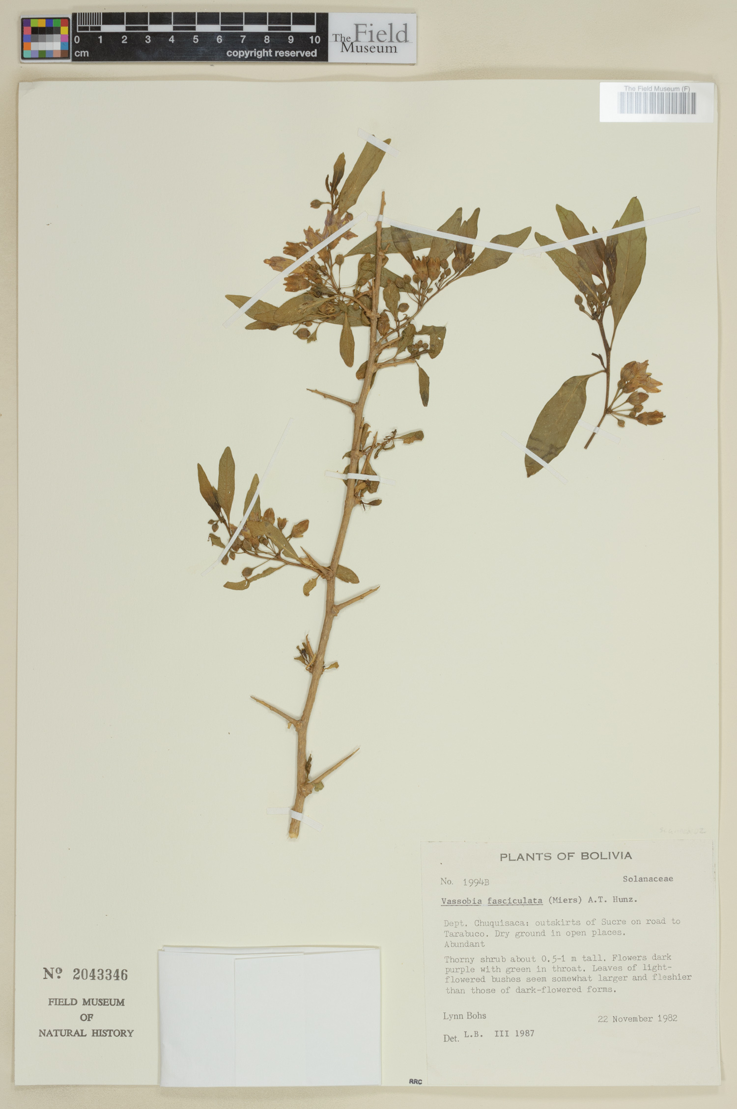 Vassobia fasciculata image