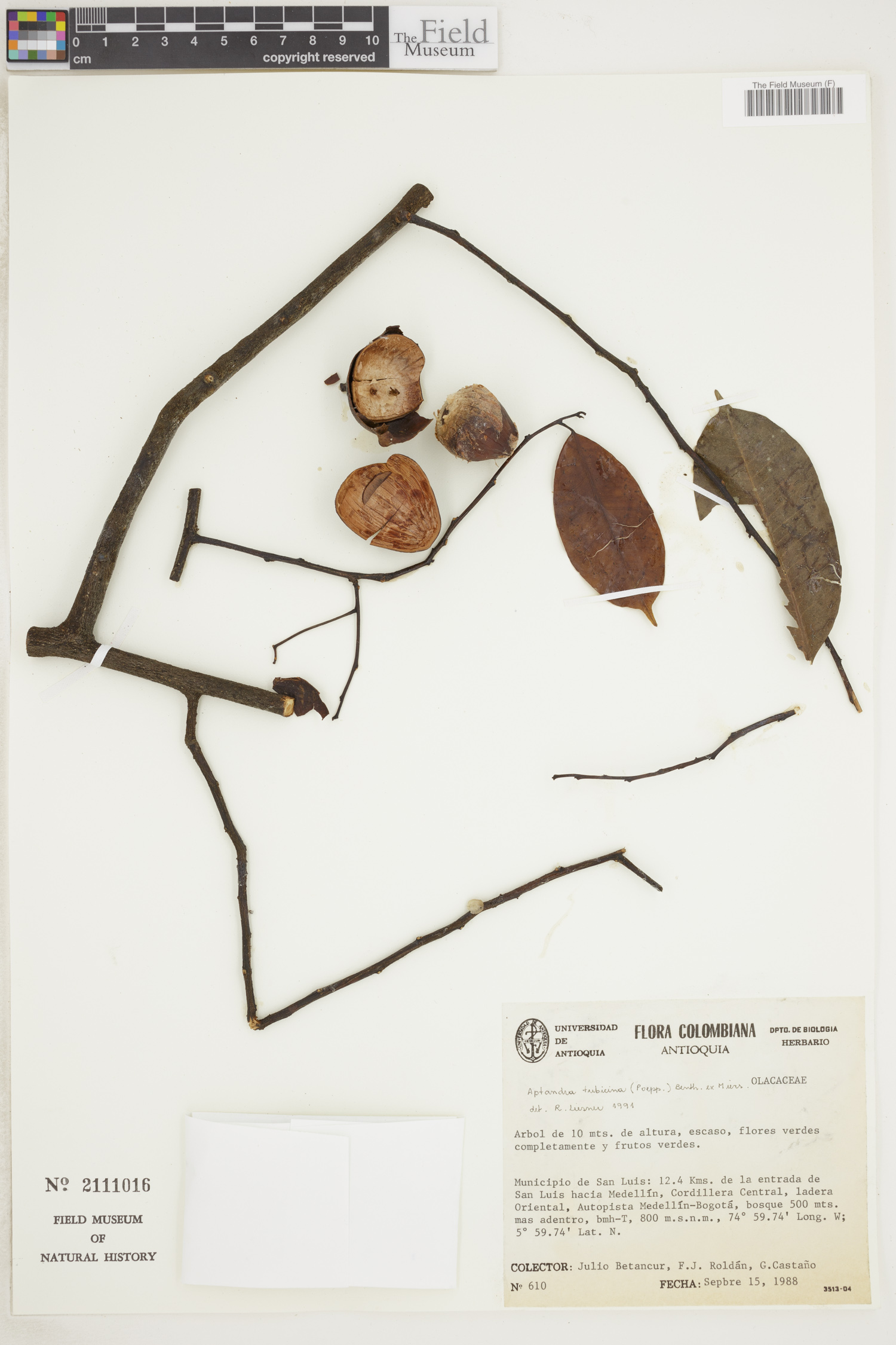 Aptandra image