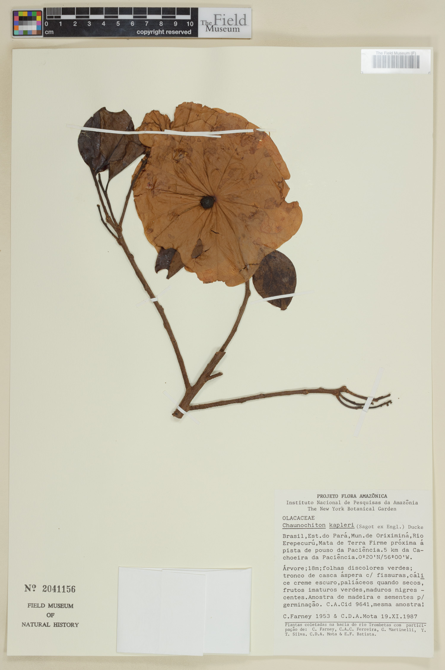 Aptandraceae image