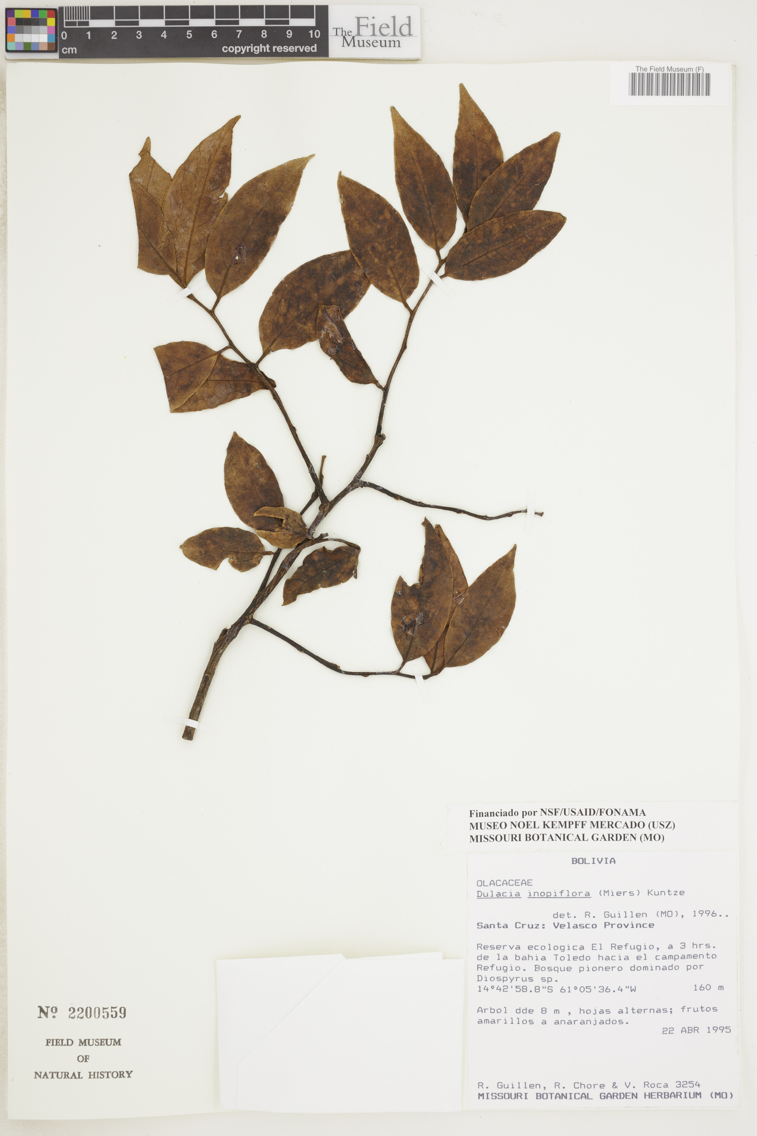 Dulacia inopiflora image