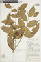 Dulacia macrophylla image