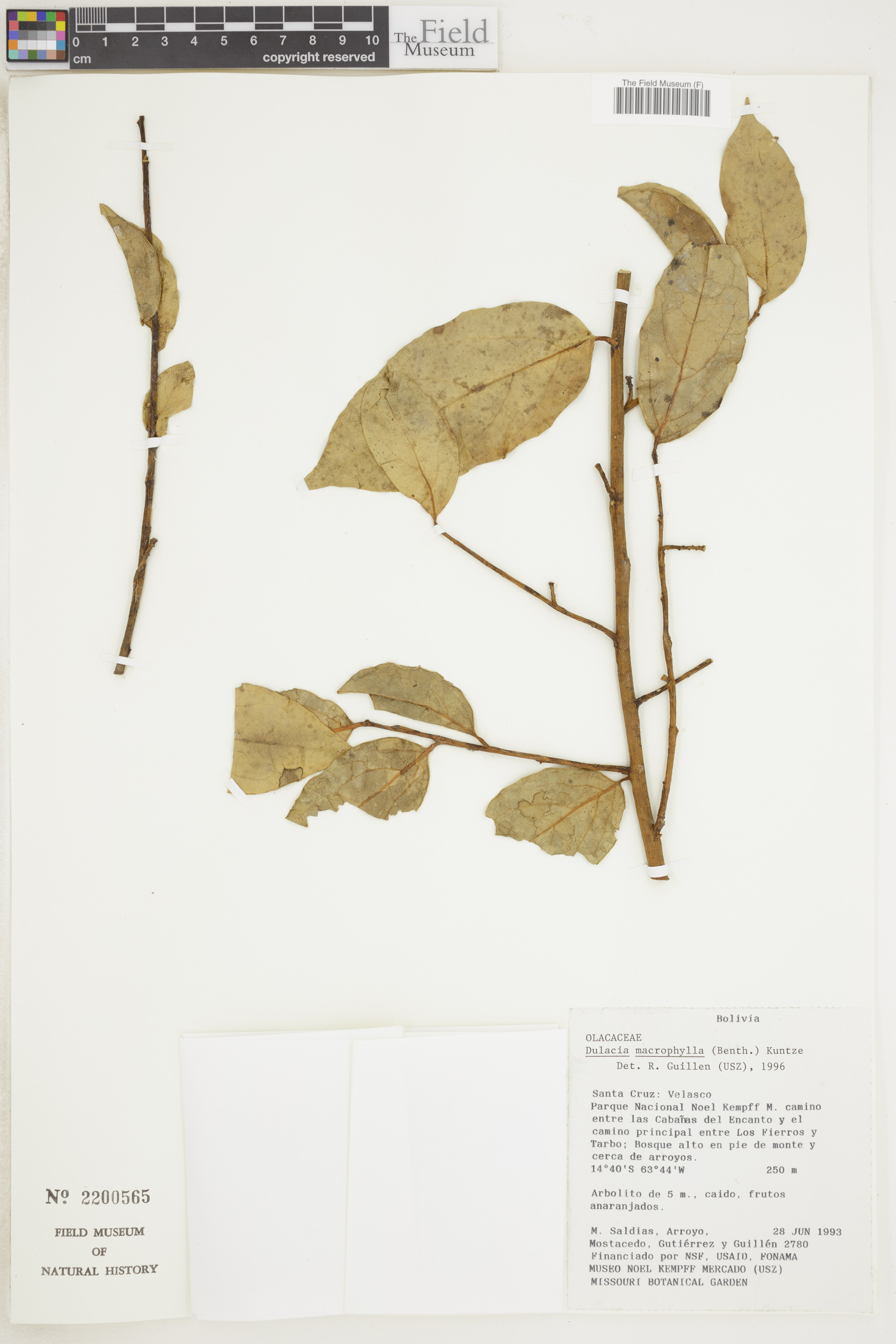 Dulacia macrophylla image