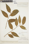 Dulacia macrophylla image