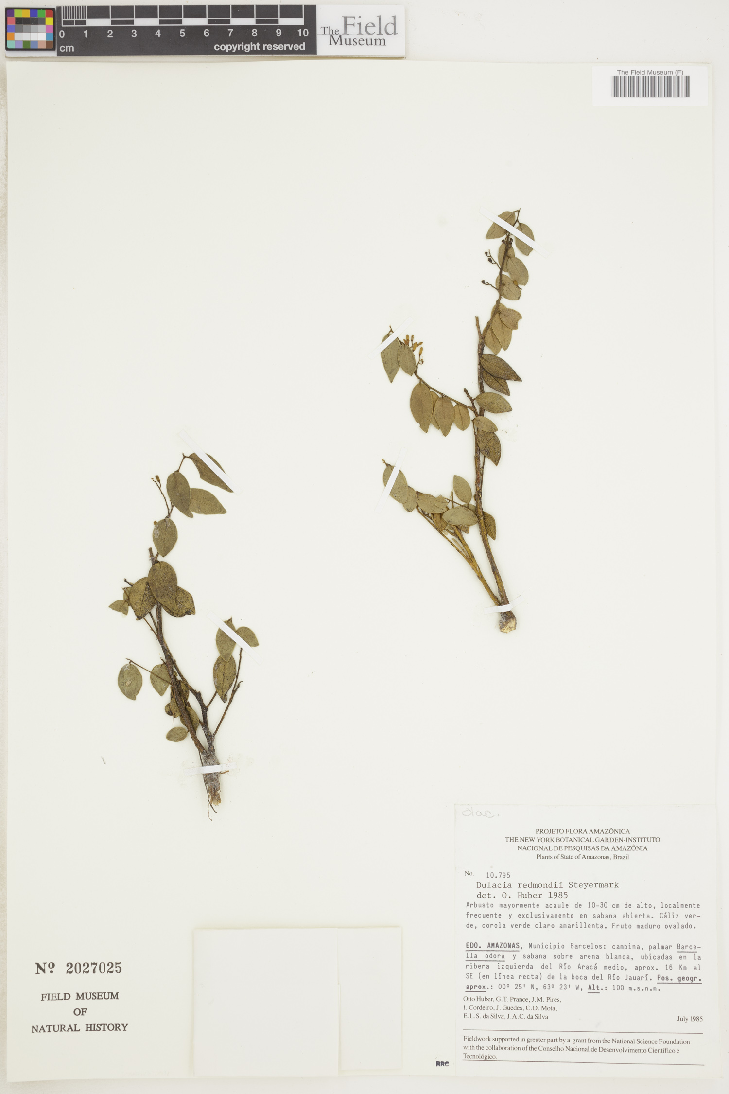 Dulacia redmondii image