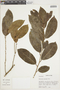 Heisteria pallida image