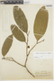 Heisteria acuminata image