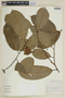 Heisteria amphoricarpa image