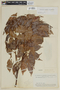 Heisteria barbata image