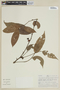 Heisteria acuminata subsp. acuminata image