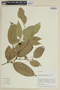 Heisteria cauliflora image