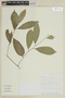 Heisteria cyathiformis image