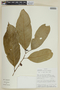 Heisteria latifolia image