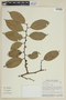 Heisteria laxiflora image