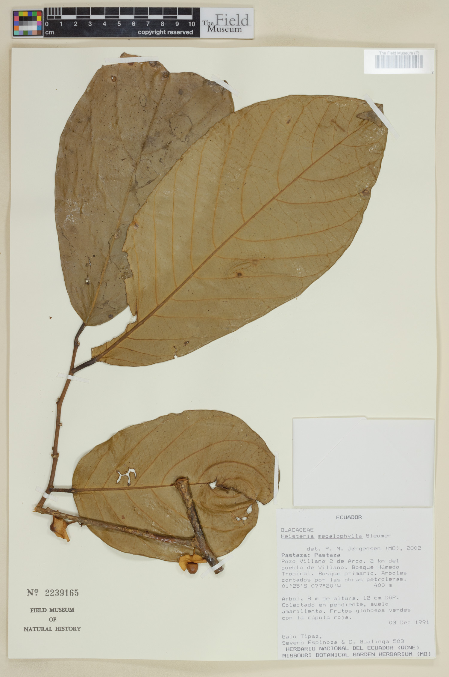 Heisteria megalophylla image