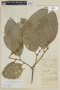 Heisteria megalophylla image