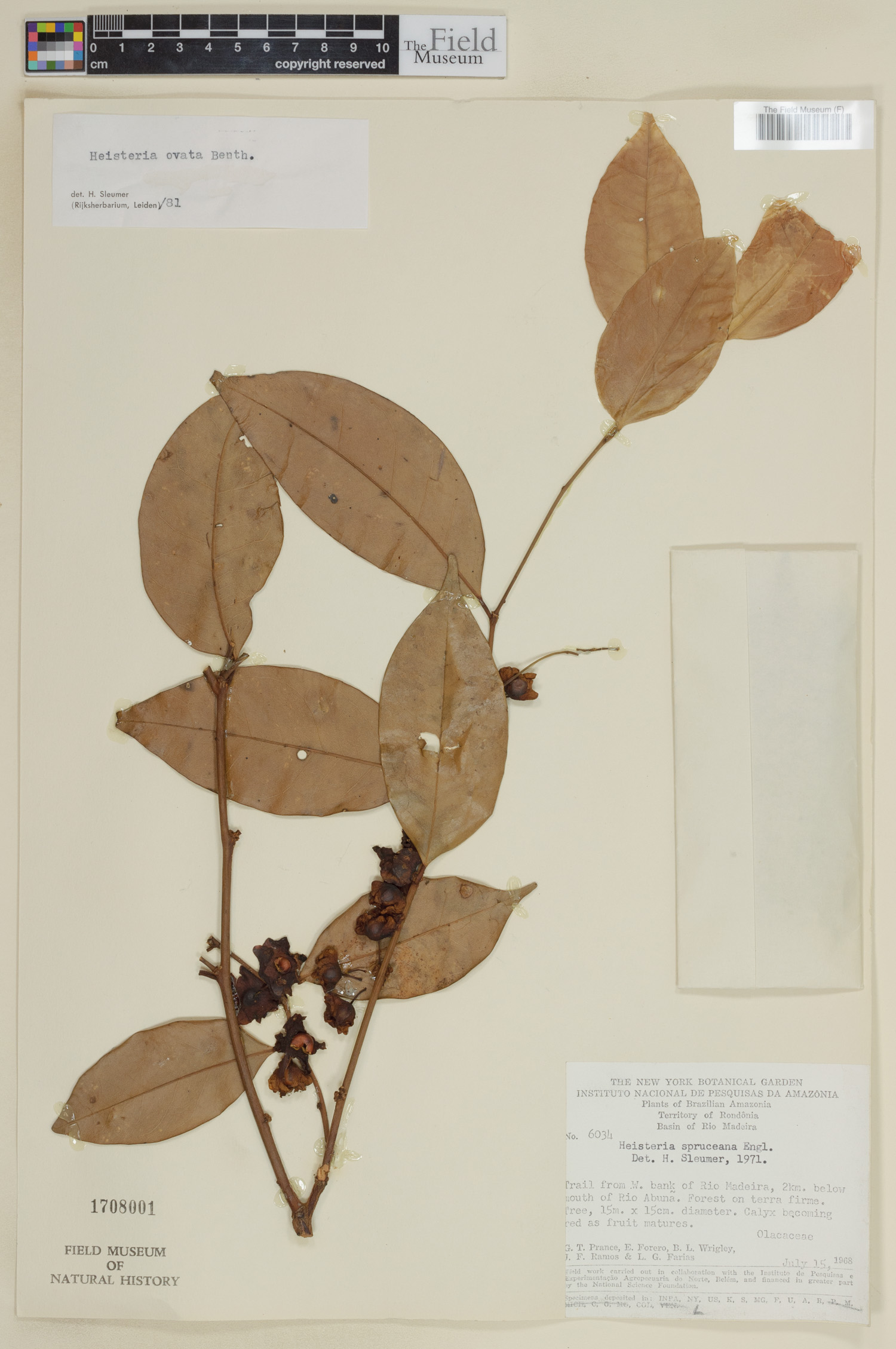 Heisteria ovata image