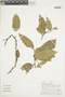 Heisteria spruceana image