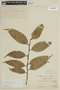 Heisteria spruceana image
