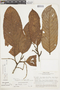 Minquartia guianensis image